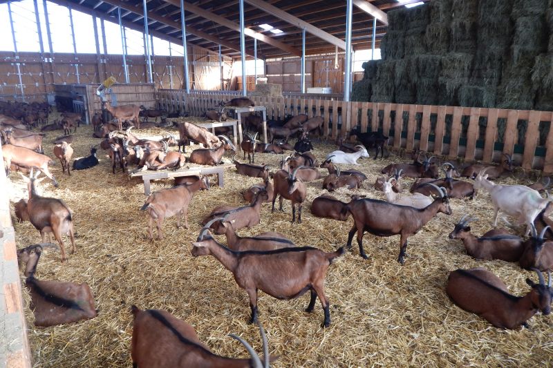 Schwierigkeiten bei der Zucht anglo-nubischer Ziegen.  Und warum lohnt sich das Risiko?