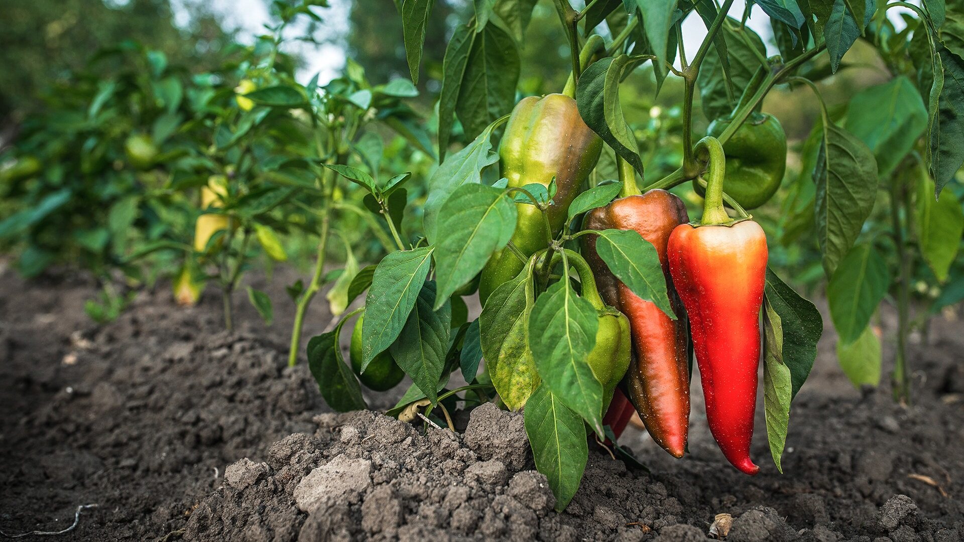 So pflanzen Sie Paprika: Tipps zum Anbau