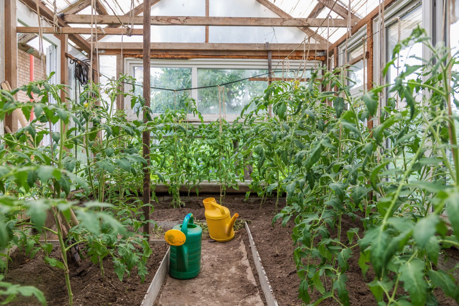 So schützen Sie Tomaten in einem Gewächshaus vor Kraut- und Knollenfäule