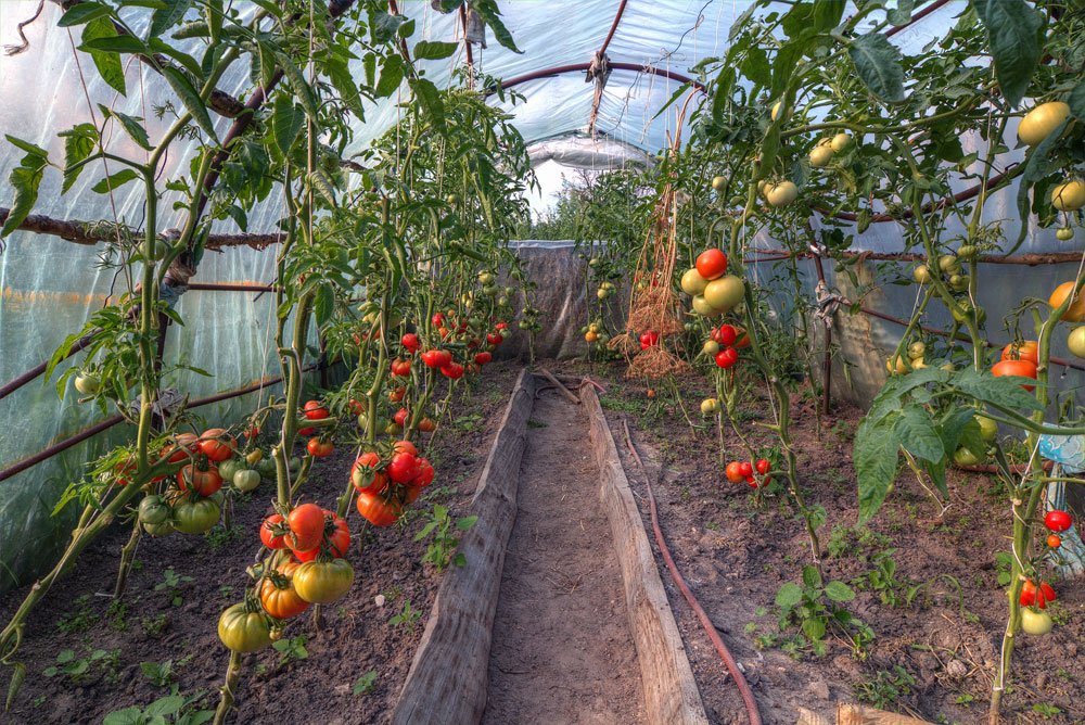 So wählen Sie die richtigen frühen Tomatensorten für den Anbau im Gewächshaus und im Freiland aus