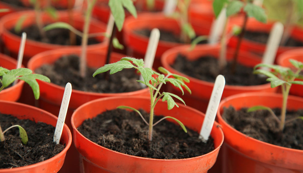 So züchten Sie Tomaten zu Hause: Schritt-für-Schritt-Anleitung, Pflegehinweise
