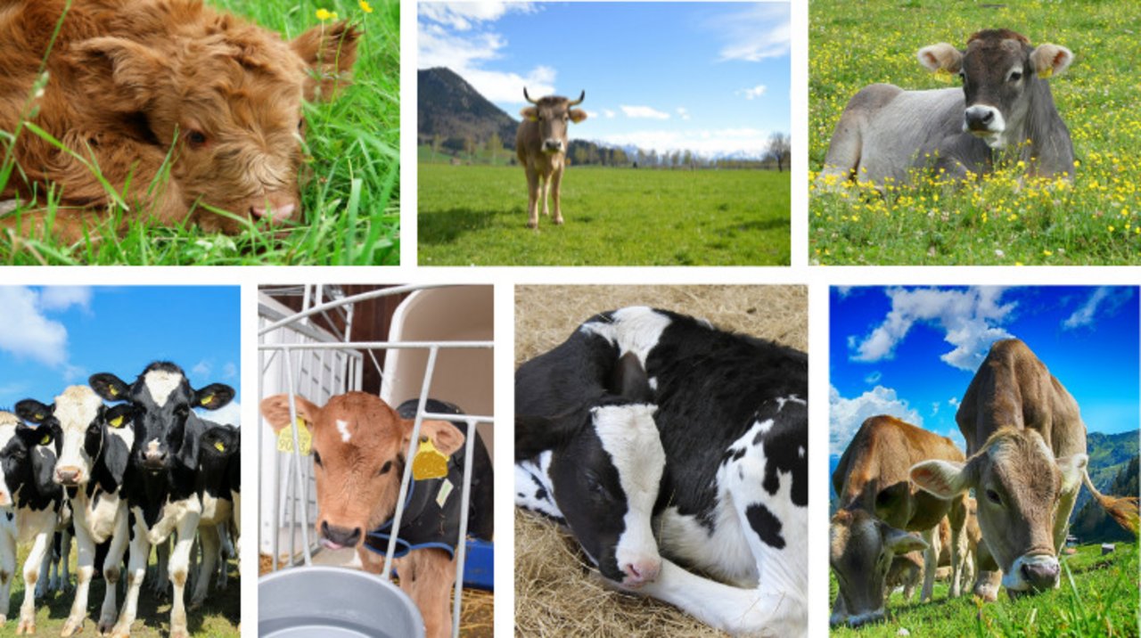 Spitzname für eine Kuh und ein Kalb – wie wählt man aus, was ist zu beachten, beliebte Beispiele