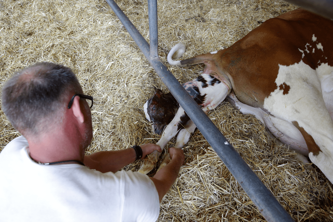 Stagnation nach der Geburt bei Kühen