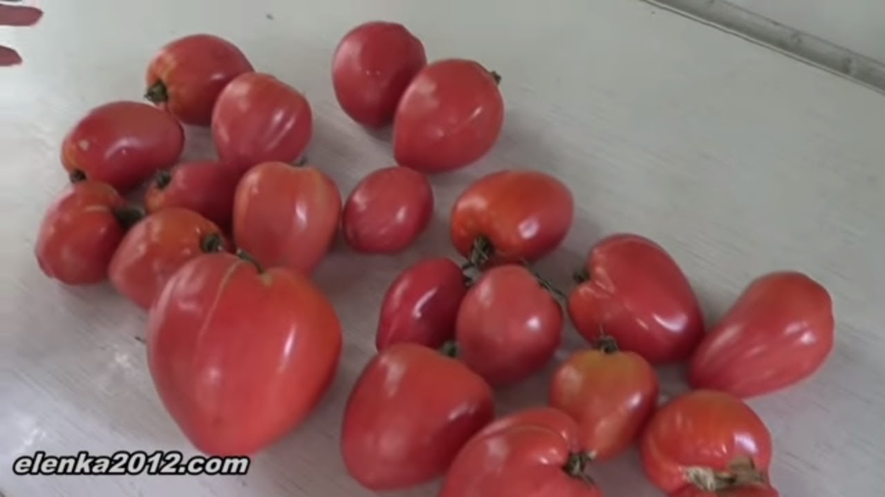 Strenge Regeln – ein einfaches Schema: Wie sich die Bildung von Tomaten in zwei Stielen auf die zukünftige Ernte auswirkt