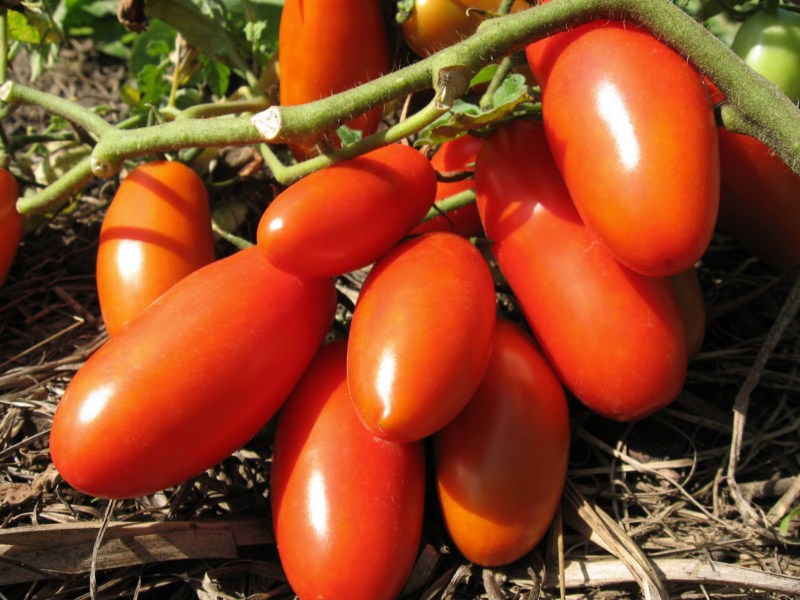 Süß, duftend, schwarz – ein Merkmal der Tomatensorte Kumato nach den Bewertungen von Züchtern und Sommerbewohnern