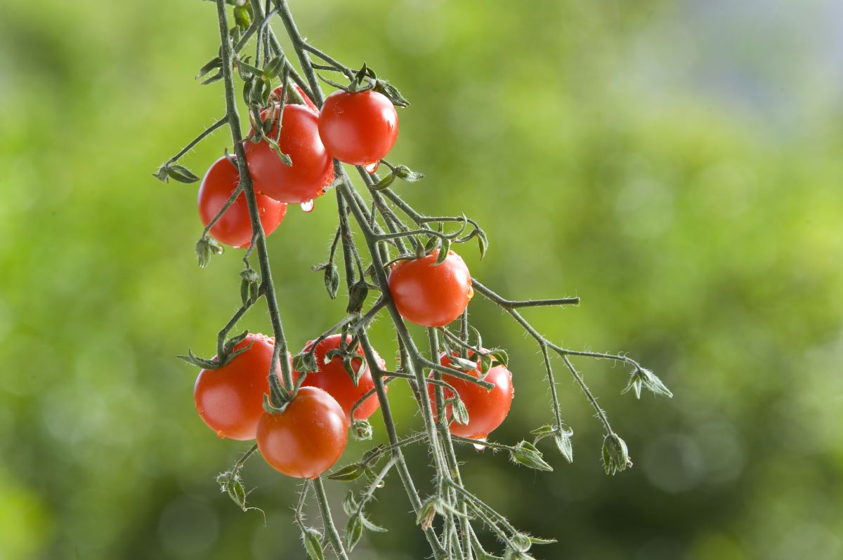 Süße Traubentomate: Erfahren Sie mehr über dieses Gemüse