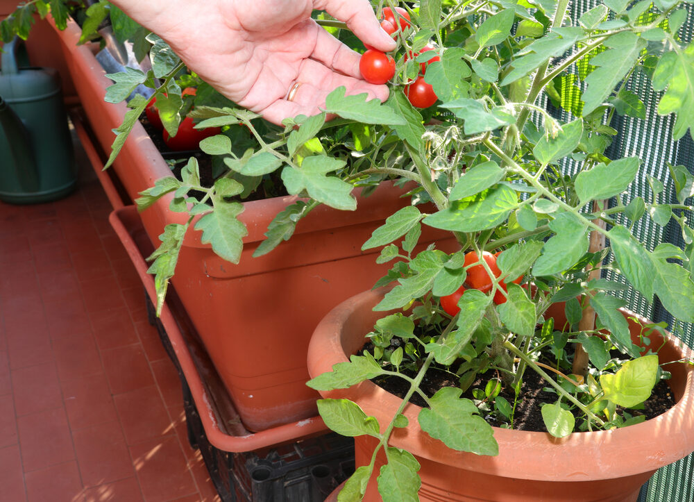 Tomaten auf dem Balkon wachsen Schritt für Schritt
