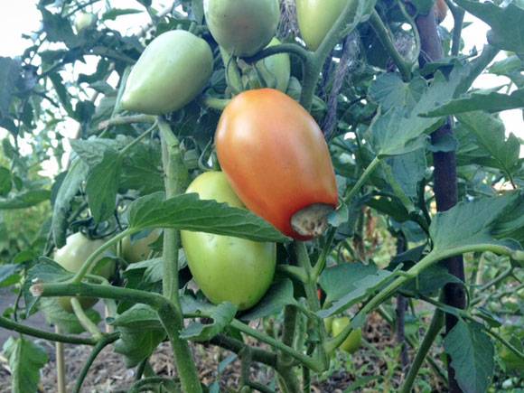Tomaten-Cladosporiose: Bekämpfungsmethoden und Vorbereitungen
