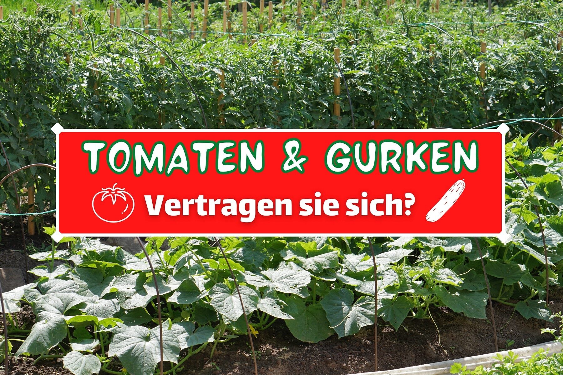 Tomaten, Paprika und Gurken im selben Garten – was kann in der Nähe gepflanzt werden und wie wirkt sich das auf die Ernte aus?