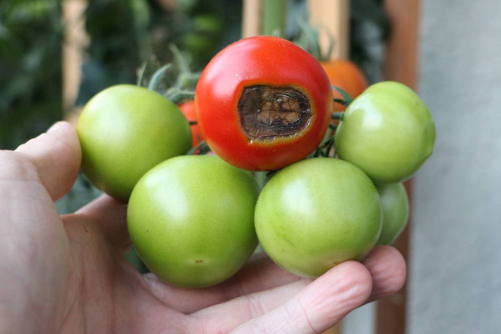 Tomatenkrankheiten – Beschreibung mit Foto, Behandlungsmethoden