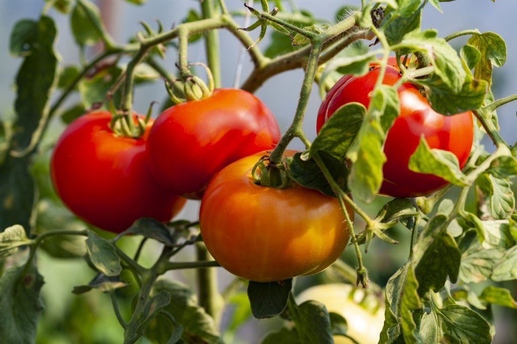 Um Tomaten ohne Bewässerung anzubauen, müssen beim Pflanzen wichtige Regeln beachtet werden