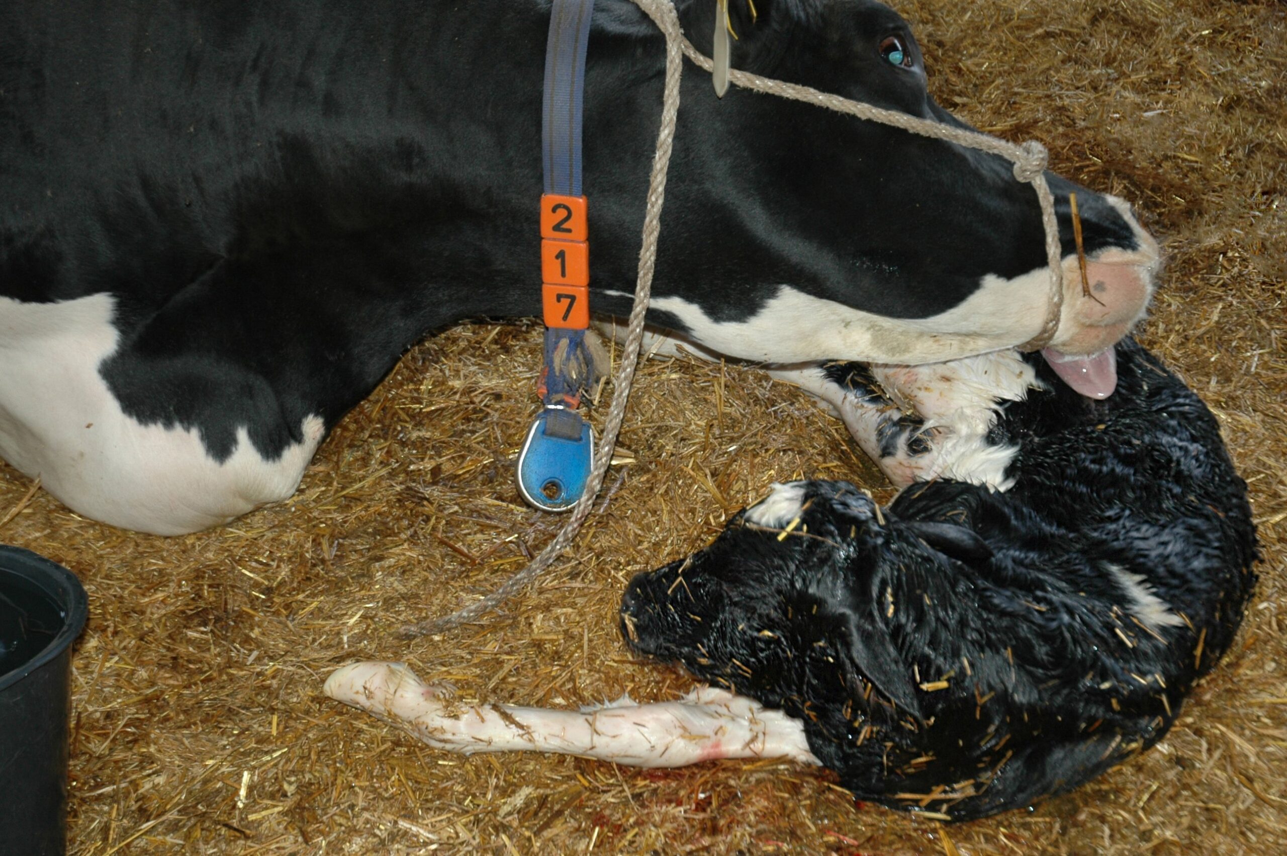 Ursachen für unfruchtbare Kühe und wie man sie vermeidet