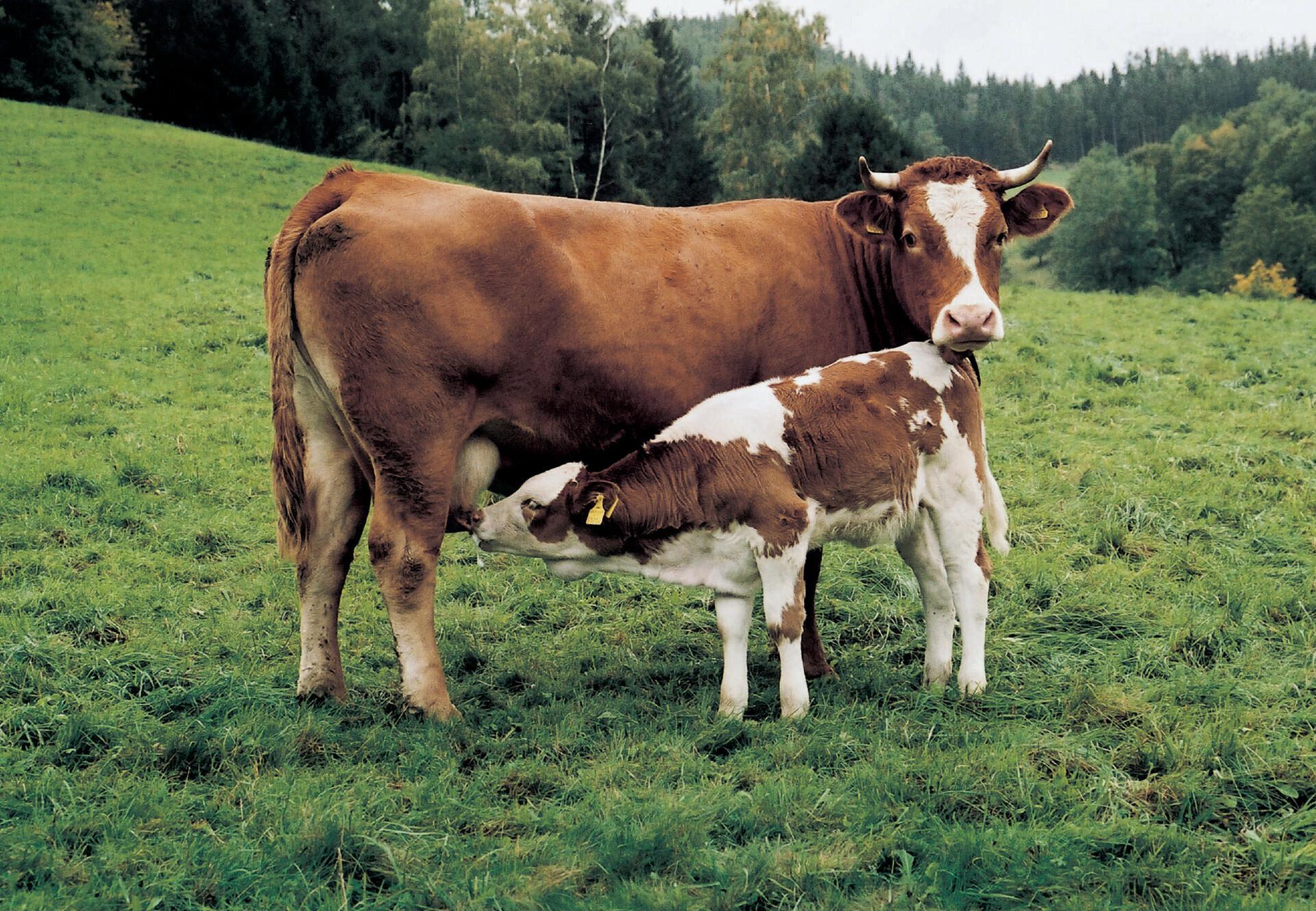 Vormischungen für Kühe und Kälber
