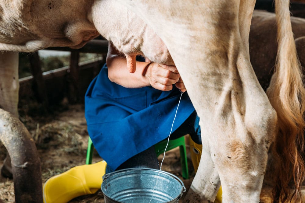 Wann gibt eine Kuh zum ersten Mal Milch?
