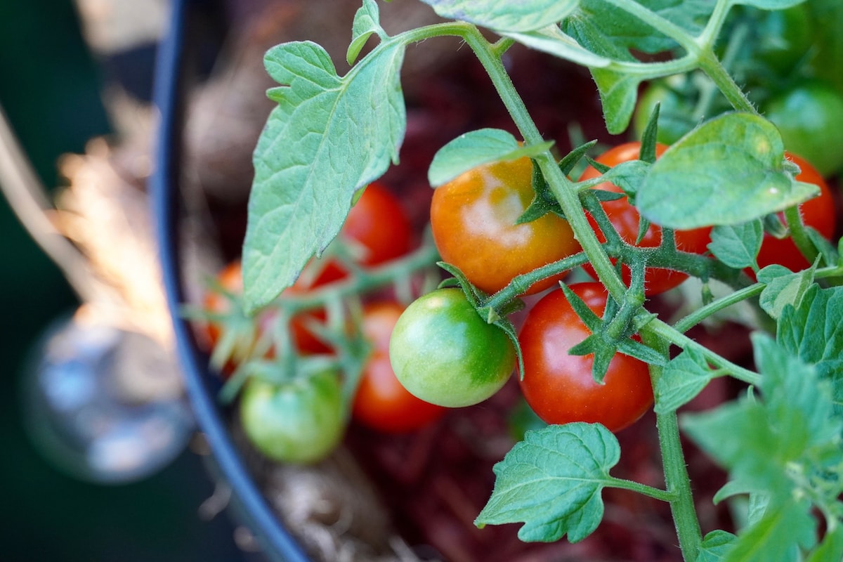 Wann man im Jahr 2020 Tomaten für Setzlinge pflanzt