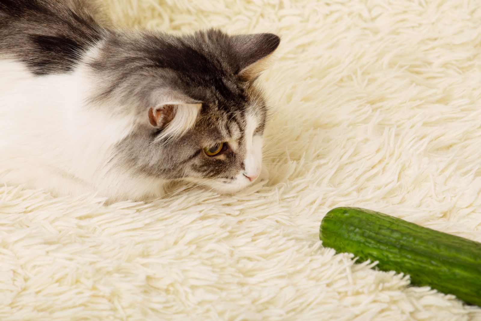 Warum haben Katzen Angst vor Gurken?