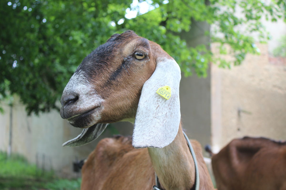 Warum Nubische Ziegen in der Ziegenzucht so geschätzt werden