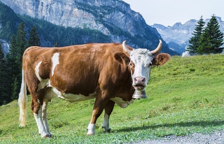 Was bestimmt das Durchschnittsgewicht einer Kuh?