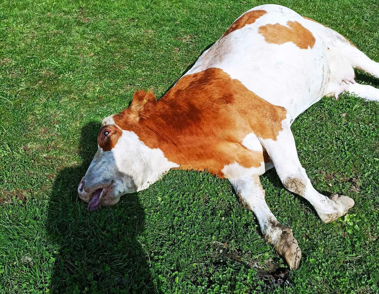 Was tun, wenn eine Kuh vergiftet ist?