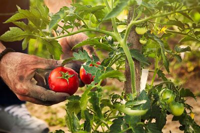 Wenn Ihnen der Geschmack wichtig ist, wählen Sie große Tomatensorten, sowohl für den Freilandanbau als auch für Gewächshäuser.