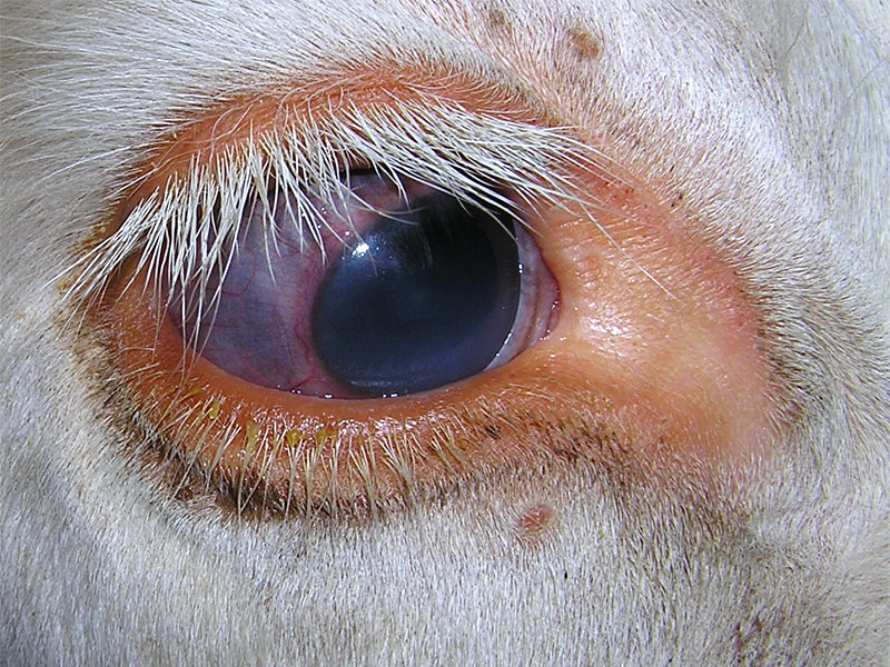 Wie behandelt man einen Dorn im Auge einer Kuh?