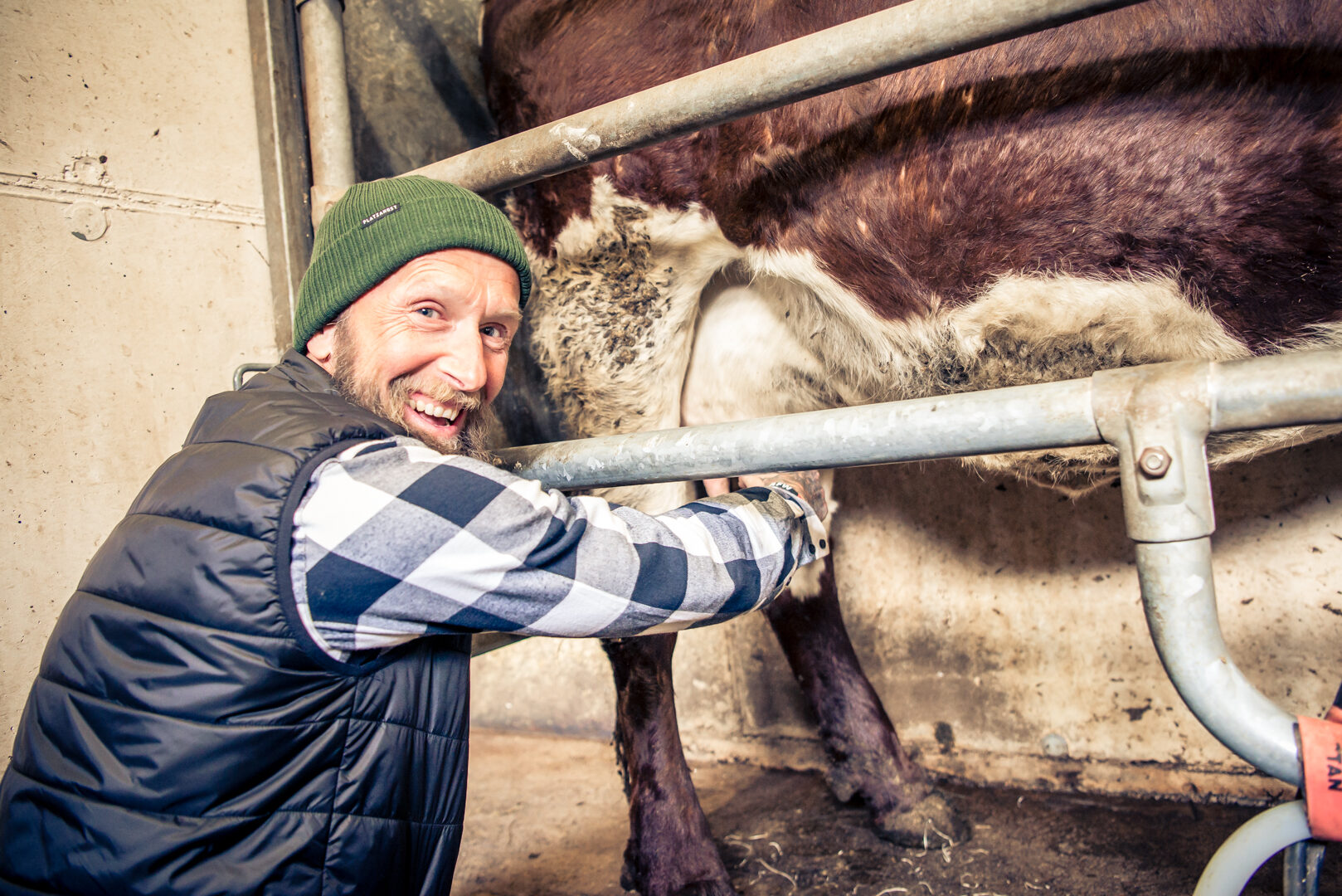 Wie kann man einer Kuh das Treten beim Melken entwöhnen?