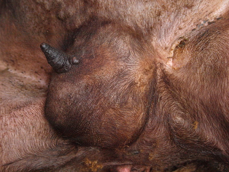 Wie kann man Mastitis bei einer Ziege selbst erkennen?  Behandlungsmethoden