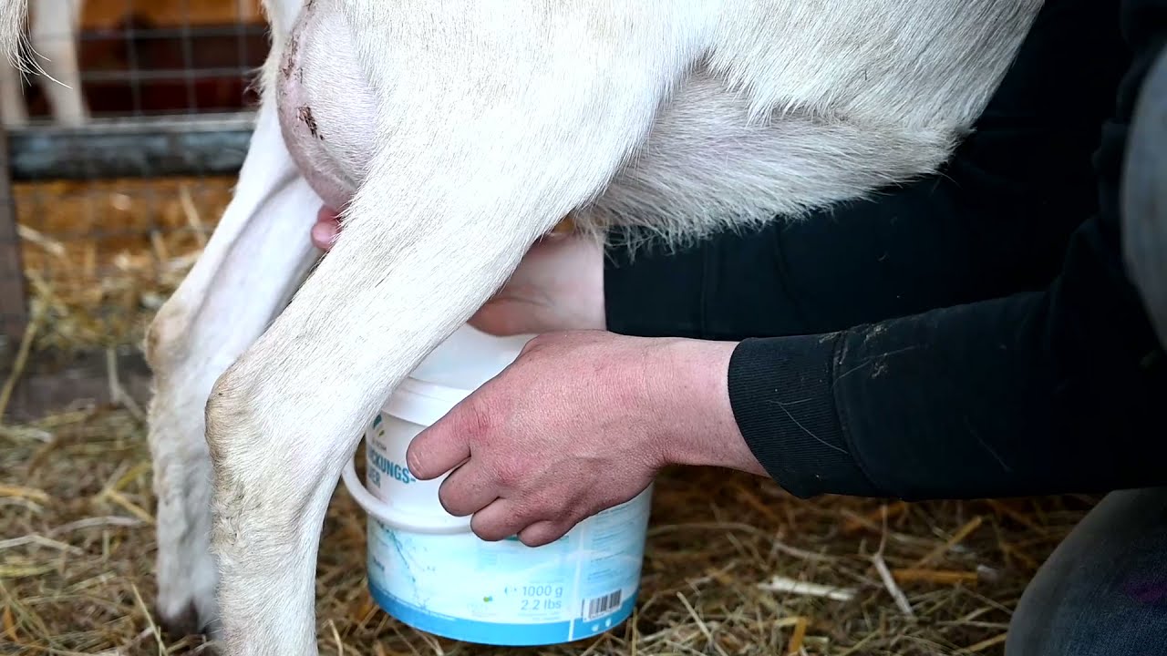 Wie man eine Ziege richtig melkt