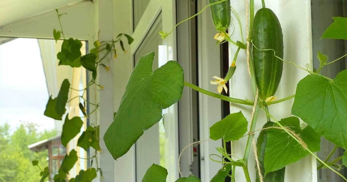 Wie man Gurken auf der Fensterbank anbaut: Fachkundige Beratung zur Sortenauswahl und zum Anbau