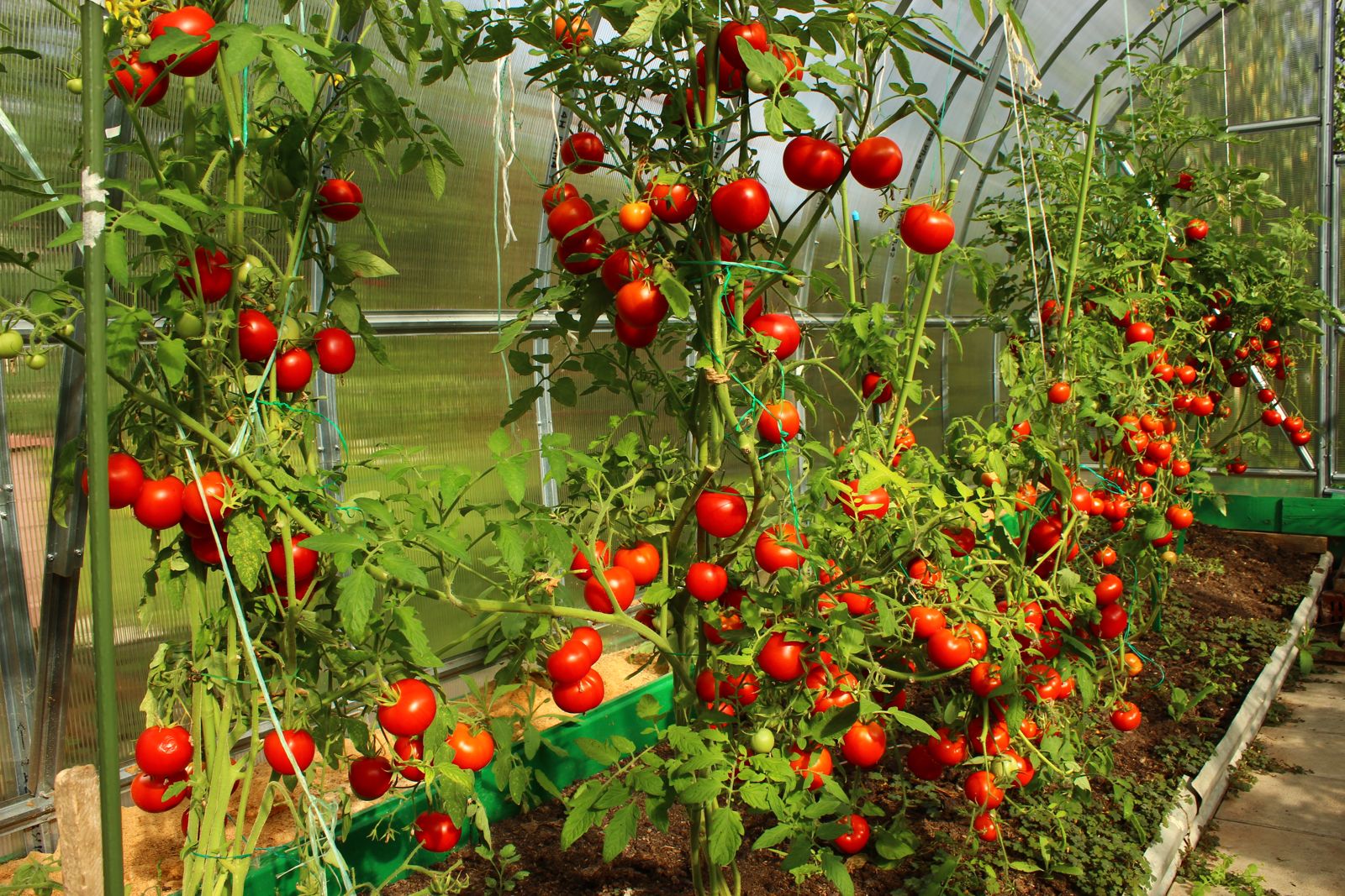 Wie man Tomaten in einem Gewächshaus füttert