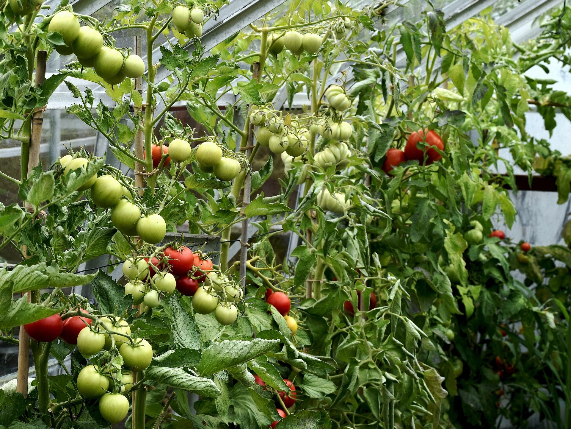 Wie man Tomaten in einem Gewächshaus stiefsohnt