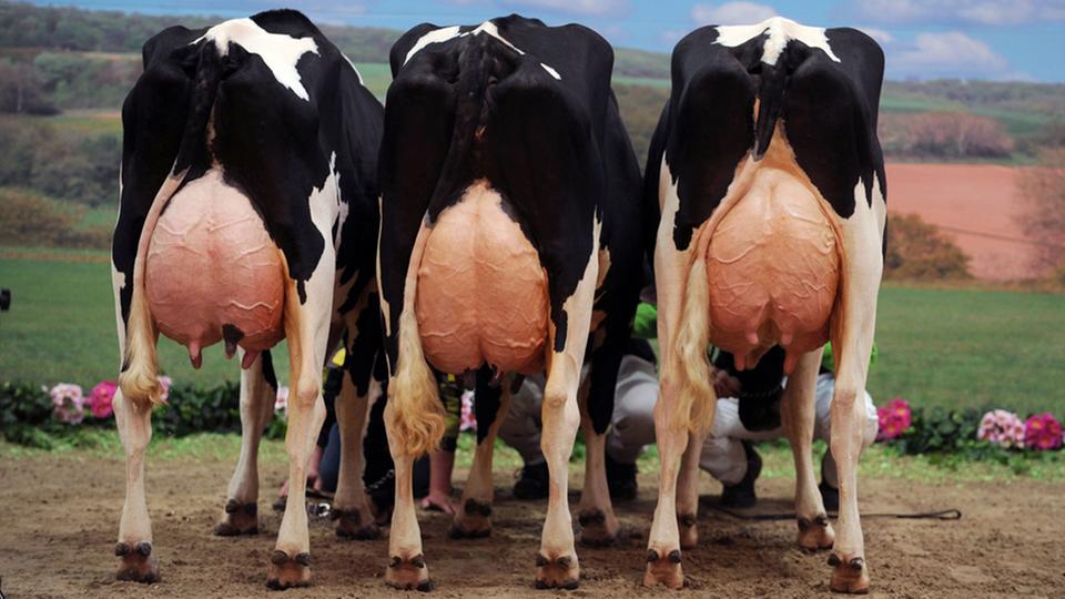 Wie viel Milch gibt eine Kuh pro Tag?