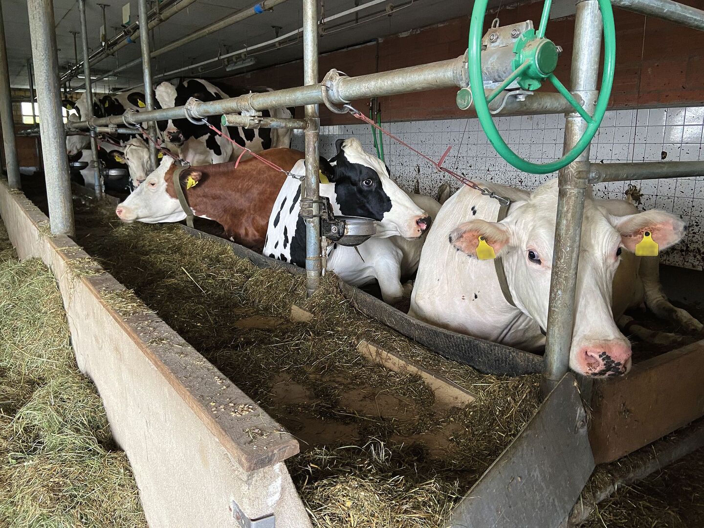 Wie werden laktierende Kühe gefüttert?