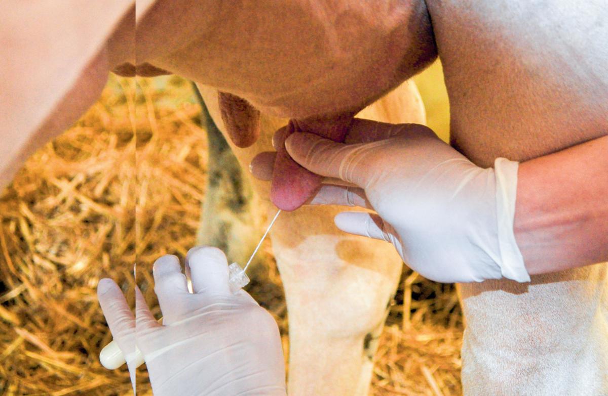 Wirksame Behandlung von Mastitis bei einer Ziege
