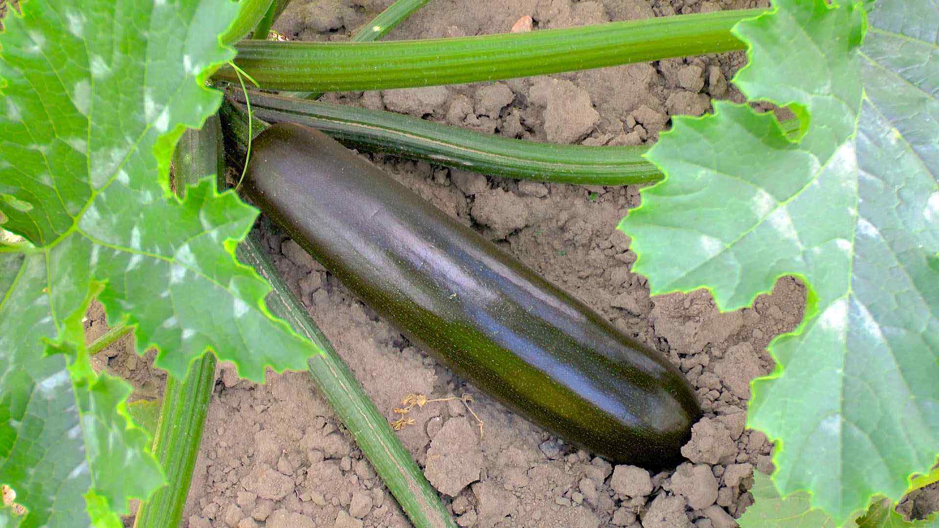 Zucchini-Zucchini: Nutzen und Schaden, Merkmale des Pflanzens und Wachstums