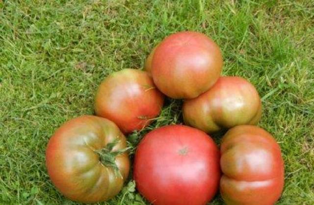 Zucker-Bison-Tomaten sind eine unprätentiöse und produktive Sorte mit einigen Wachstumsmerkmalen