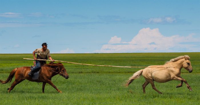 άλογο στέπας της φυλής Buryat