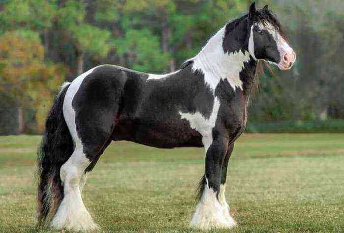Άλογο τσιγκούνι