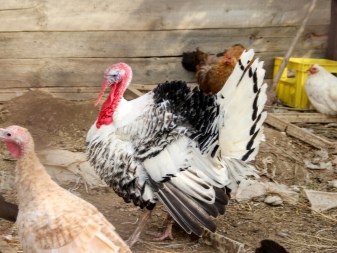 Γαλοπούλα πουλερικά: ταΐζετε και φροντίζετε