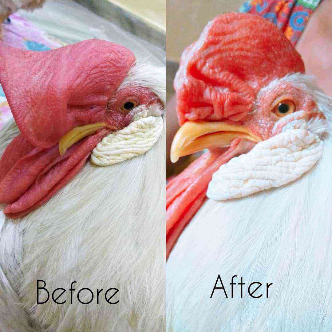 Κοτόπουλα: Η χτένα έγινε μπλε στα κοτόπουλα: τι να κάνετε και πώς να θεραπεύσετε;