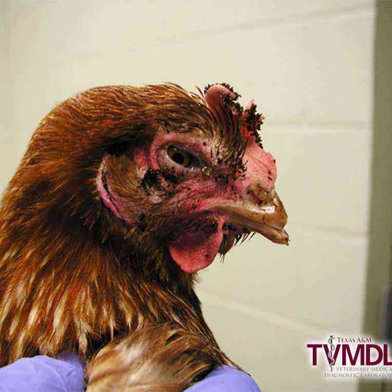 Κοτόπουλα: Ψύλλοι κότας.  Πόσο επικίνδυνα είναι για τα πουλιά;
