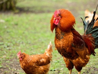 Μπορούν τα κοτόπουλα να γεννήσουν αυγά χωρίς κόκορα;