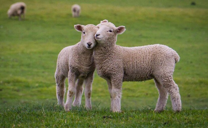 Πρόβατα και ψαγμένοι
