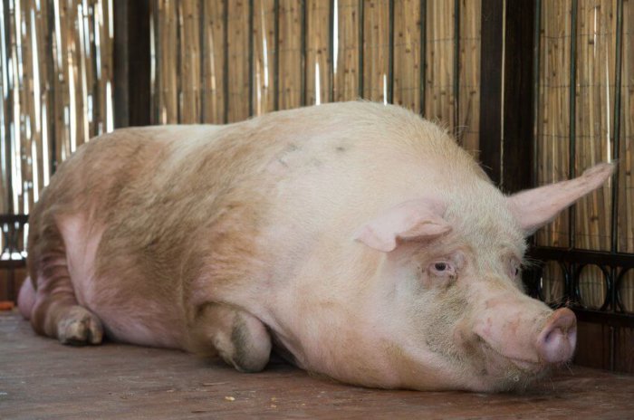 Πώς αναπαράγονται τα γουρούνια
