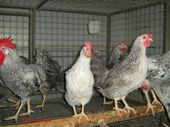 Πώς μοιάζει μια ωοτόκα κότα;  Χαρακτηριστικά της καλλιέργειας κοτόπουλων, κριτικές ιδιοκτητών