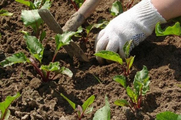 Πώς να καλλιεργήσετε παντζάρια σε ένα θερμοκήπιο: οδηγίες βήμα προς βήμα