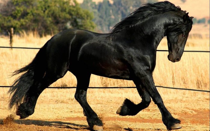Friesian άλογο