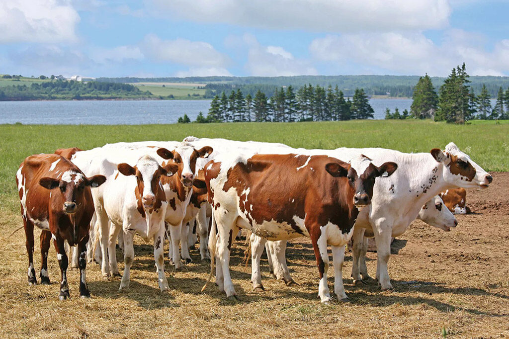 Ayrshire ράτσα αγελάδων