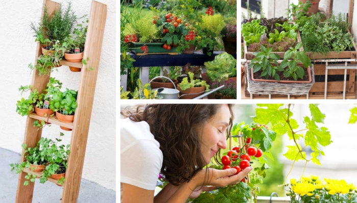 Ένας μίνι κήπος σε ένα διαμέρισμα είναι πραγματικός, πώς να φυτέψετε και να καλλιεργήσετε ντομάτες σε ένα μπαλκόνι