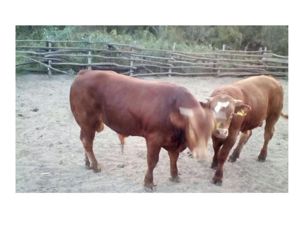 Απόδοση κρέατος βοοειδών από ζωντανό βάρος: πίνακας